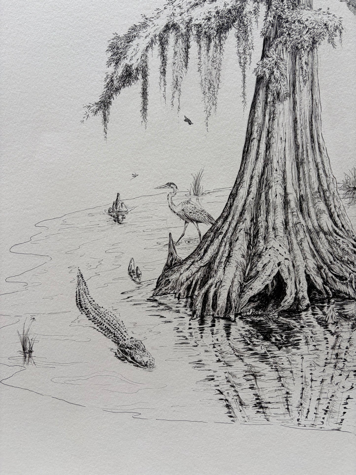 Cypress, Mother of the Swamp