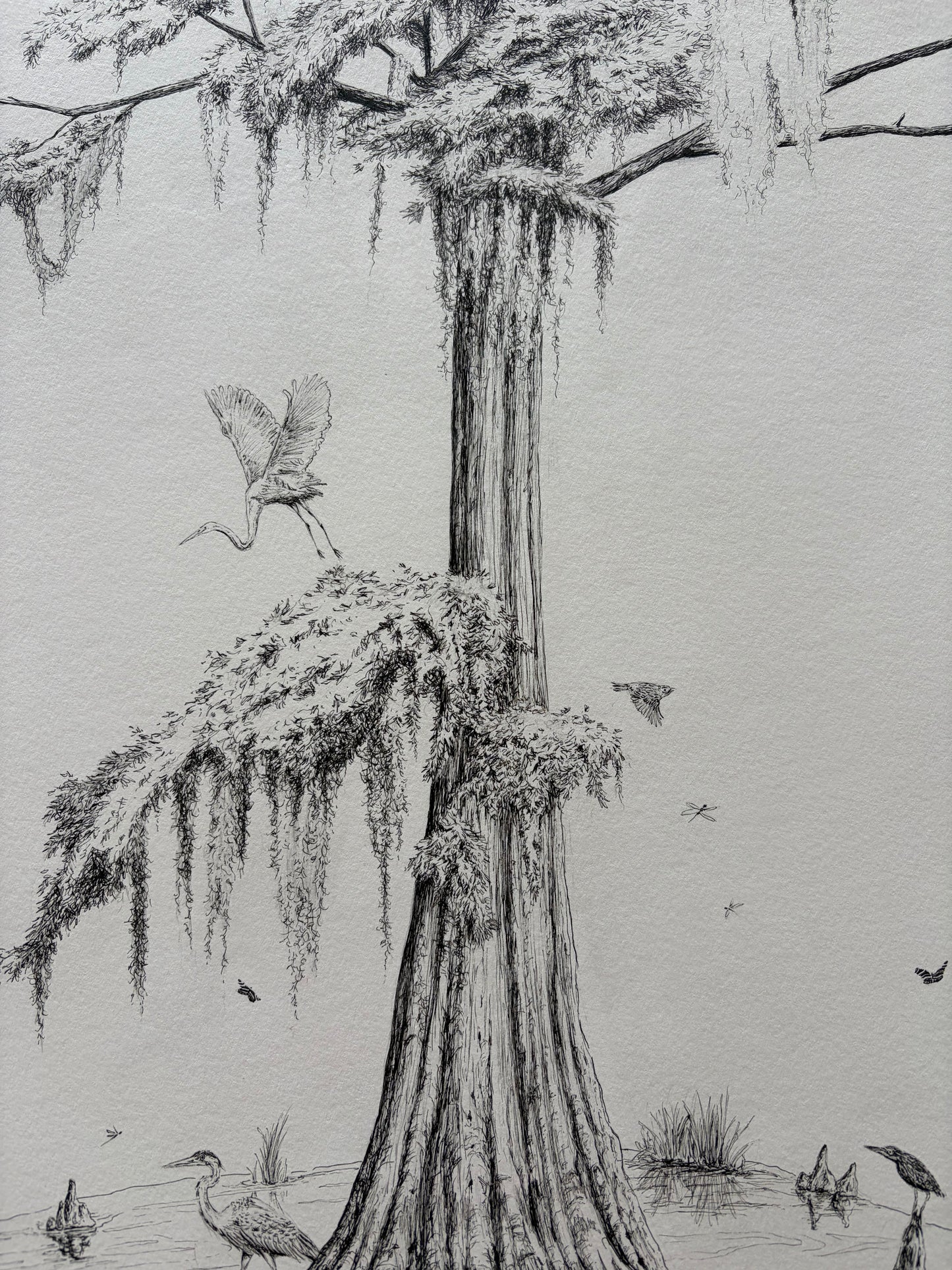 Cypress, Mother of the Swamp