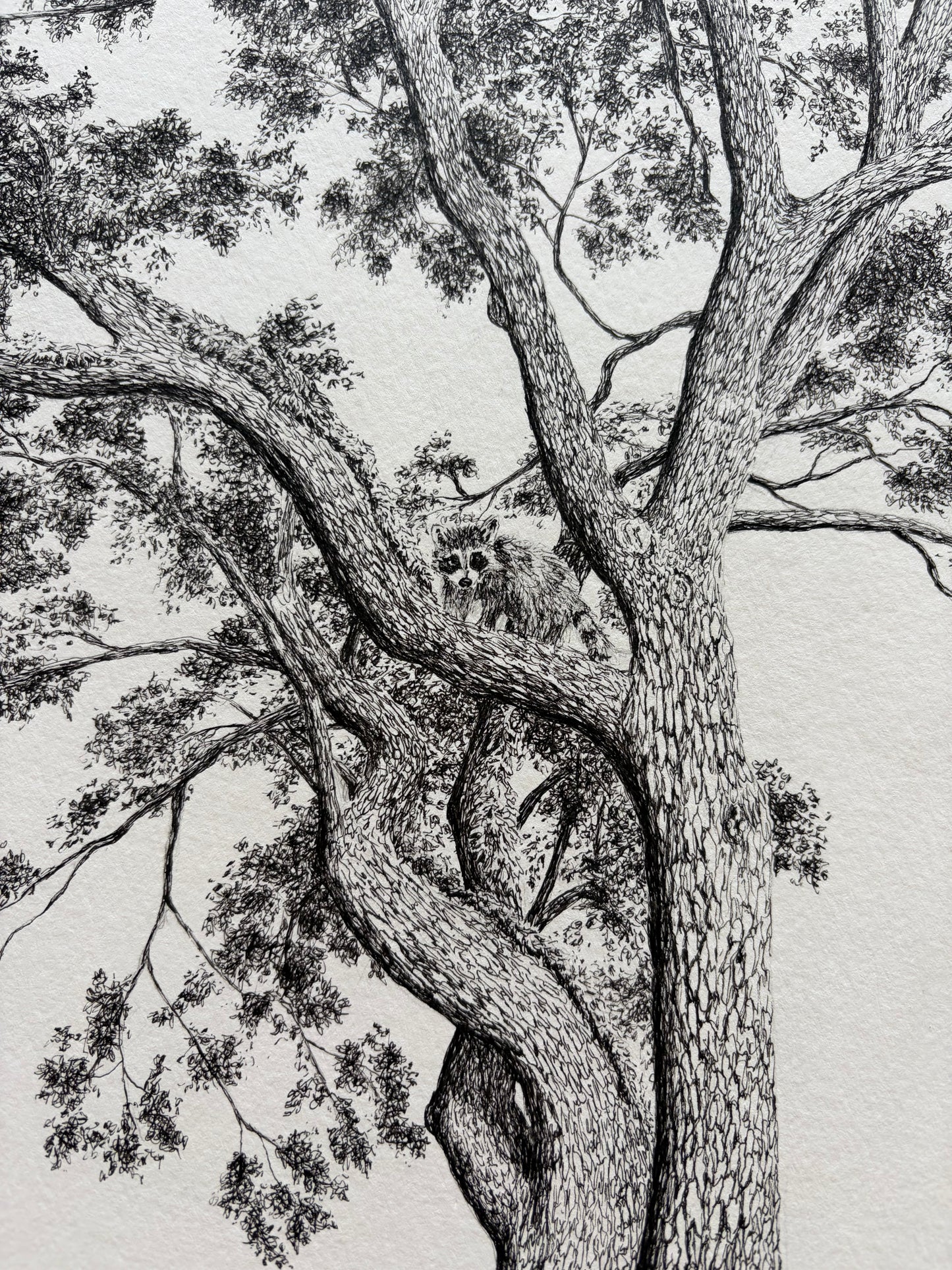 Live Oak, Mother of the Woods