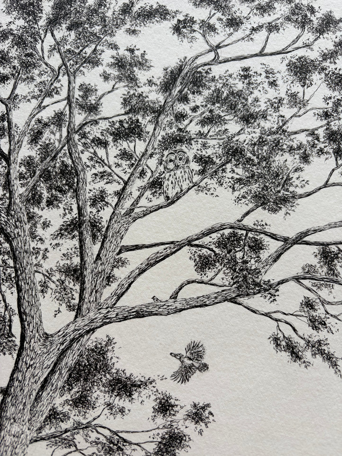 Live Oak, Mother of the Woods