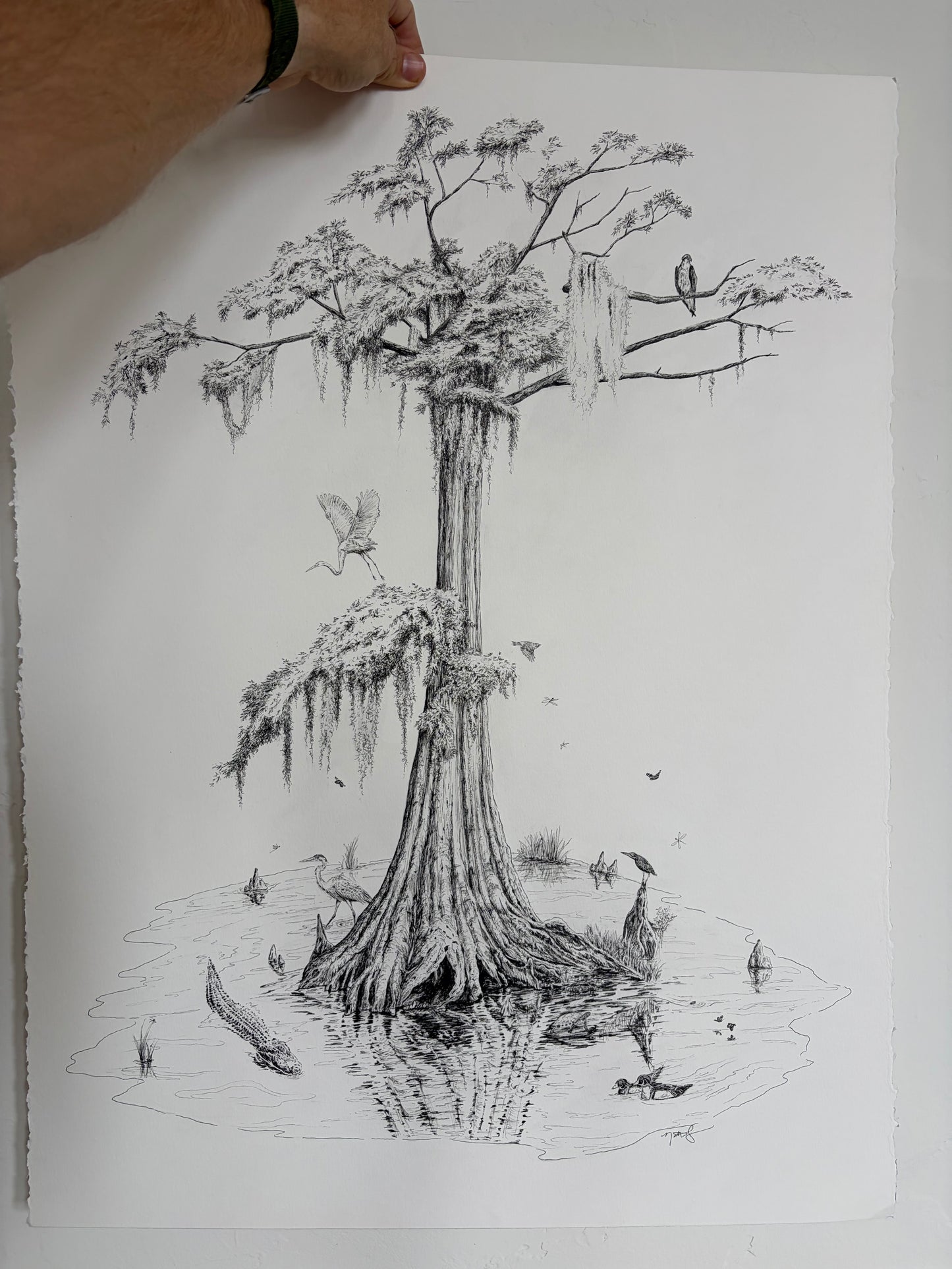 Cypress, Mother of the Swamp